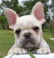 /album/fotogaleria/french-bulldog-jpg/
