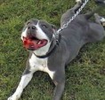 /album/fotogaleria/irish-staffordshire-bull-terrier-0003-jpg/