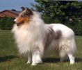 /album/fotogaleria/collie-jpg/